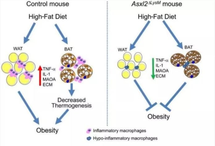 Gen Mutasyonu İle Farelerde Obezite Gelişimi Önlendi