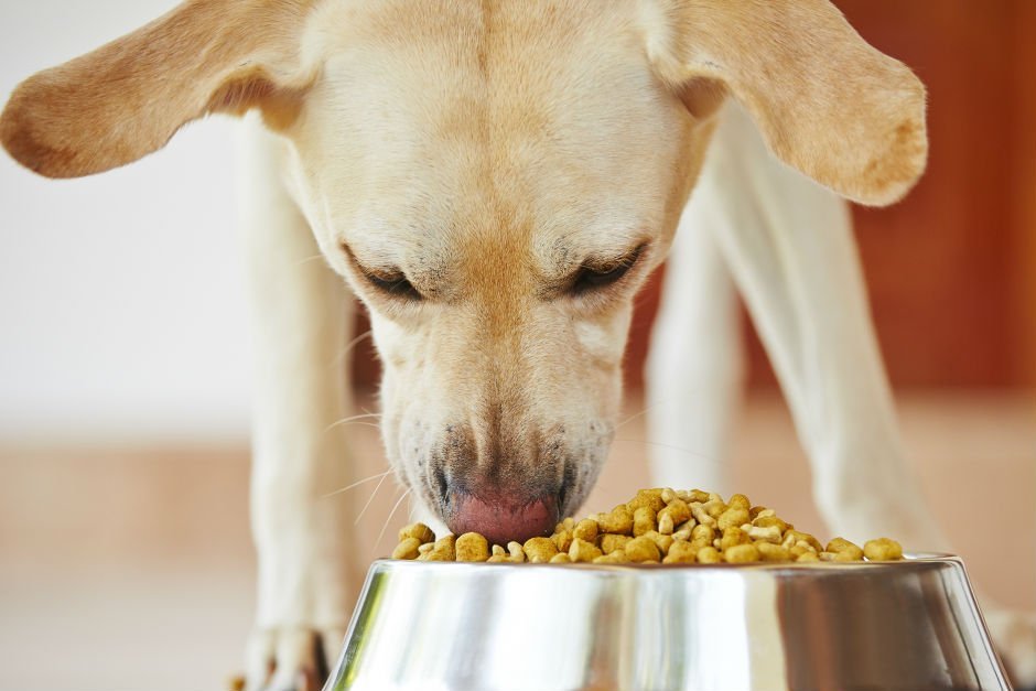 Kilo Problemi Olan Köpekler İçin En İyi 5 Diyet Köpek Maması