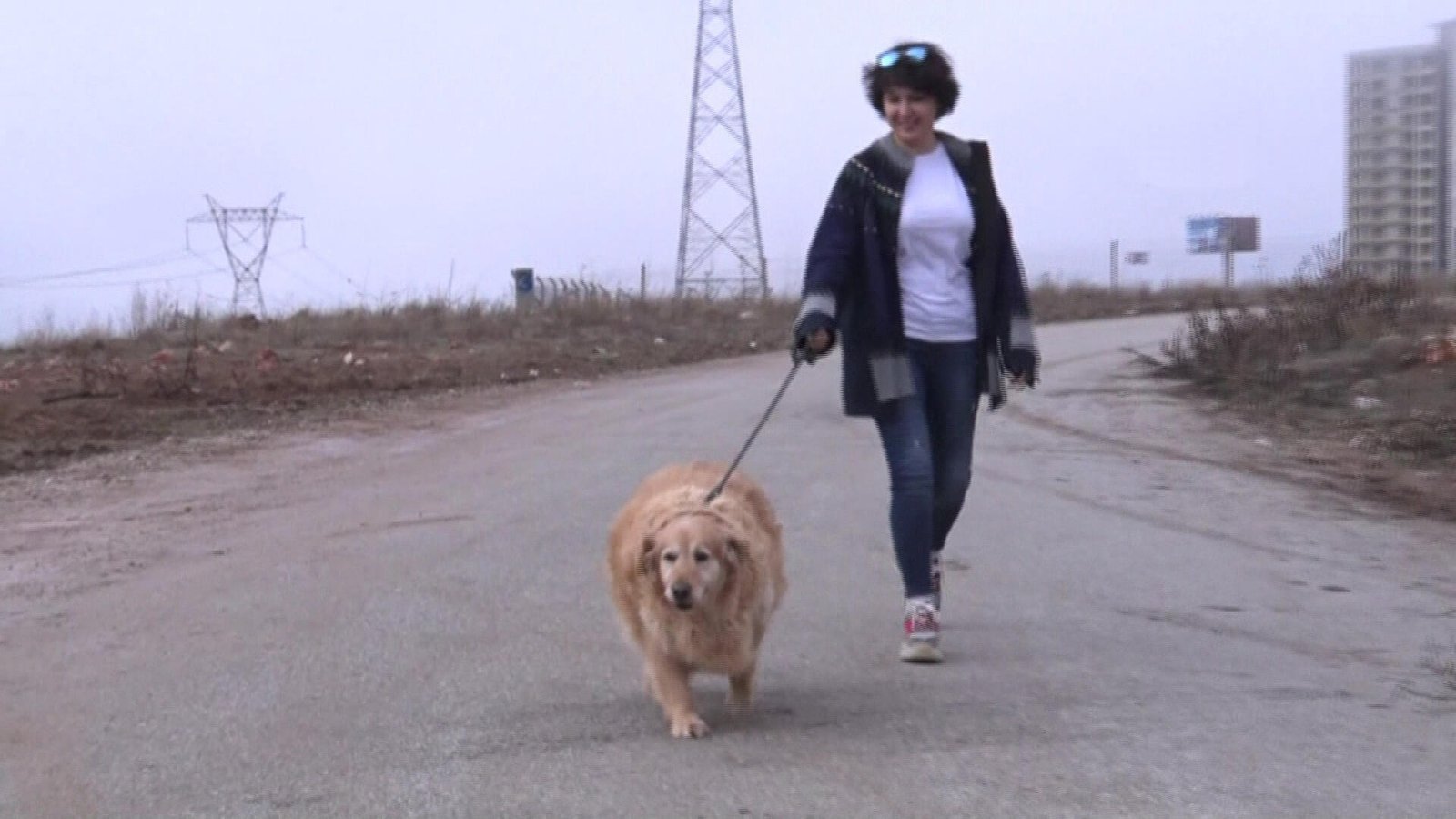 Obez Köpek Artık Diyette